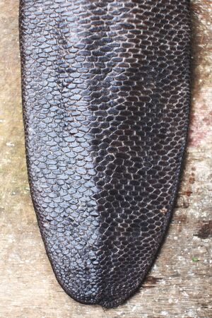 Beaver tail ready for cooking on rustic wood