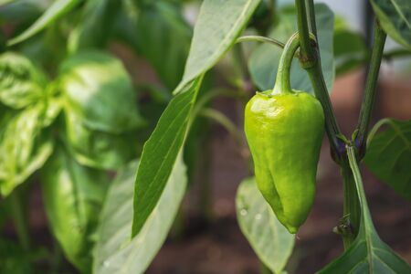 Green sweet pepper on a branch in greenhouse. Shallow depth of fieldの写真素材