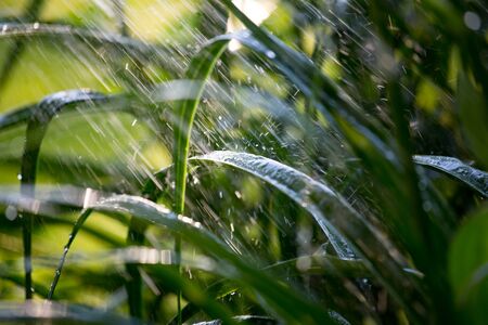 Water spray falling on green grass leaves. Shallow depth of fieldの写真素材