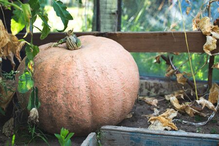 Ripe pumpkin on rural background. Big pumpkin ready for halloween decorationの写真素材