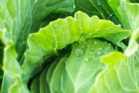 Green ripe cabbage closeup with drops of water
