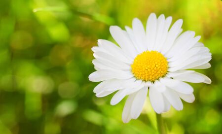 Bright warm summer photo of daisy or chamomileの写真素材