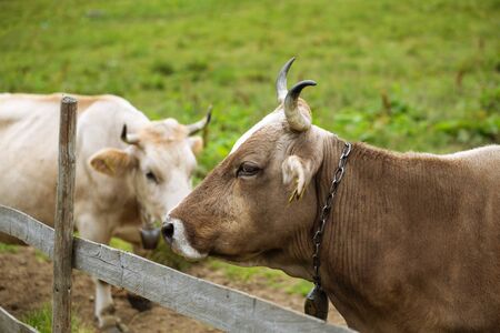 Cows on organic mountain pasture. Cow portrait on meadowの写真素材