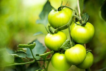 Heirloom tomato plant growing in greenhouse. Shallow depth of field with copy space