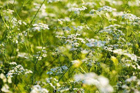 Cilantro coriander flowers blooming in garden. Shallow depth of fieldの写真素材