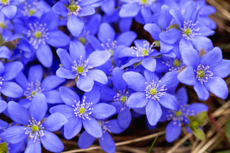 Wild spring flowers blooming in March. First spring flower liverwort hepatica