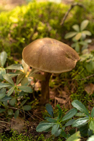 Brown cap boletus mushroom. Raw vegetarian food. Gourmet food. Organic meal. Fall season. Macro...
