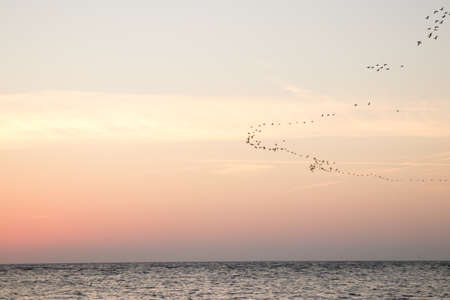 Wedge of the birds flying over the sky at sunrise time late summerの写真素材