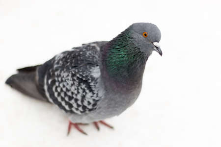Pigeon isolated in white の写真素材
