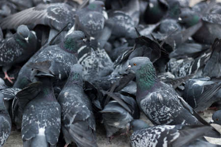 Crowd of pigeons.の写真素材