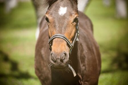 horse staring directly at the cameraの写真素材
