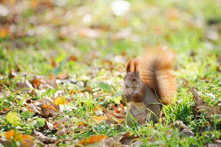 squirrelの写真素材
