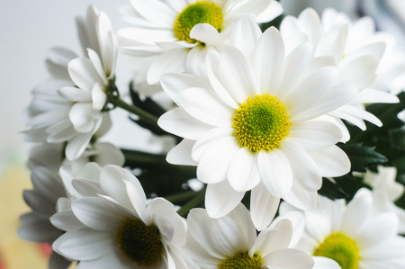 Beautiful and clean white Chamomile flower indoor shootの写真素材