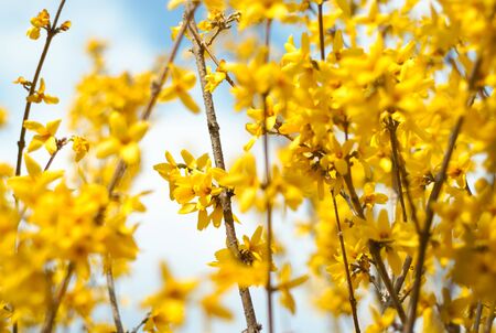 Beautiful Floral Border yellow Flower design for decorの写真素材