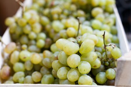 Grape. Wine grapes background. White grapes at the market.の写真素材