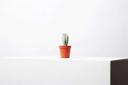 abstract still life. Lonely Cactus on white cube. minimalism style posterの写真素材