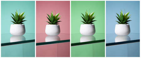 color collage. abstract still life. Cactus on glass table. minimalism style posterの写真素材