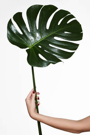 palm leaf in female hand. Natural cosmetics, moisturize. woman holding the palm leafの写真素材