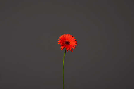 Red gerbera flower in Dark. Beautiful Flower still life. Decorationの写真素材