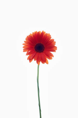 Red gerbera flower. Beautiful Lonely Flower still life. Decoration