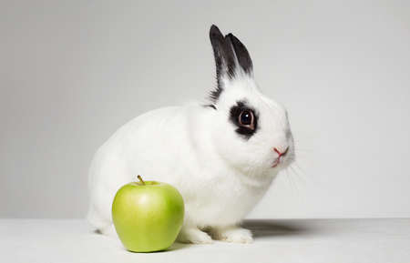 white rabbit with apple. Funny fluffy rabbit. easter bunnyの写真素材