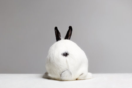 back of white rabbit with black ears. fluffy rabbit funny picture. easter bunnyの写真素材