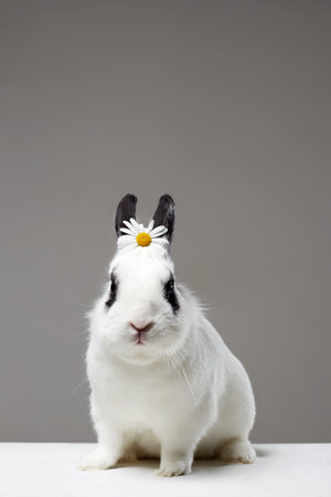 white rabbit with flower on head. Funny fluffy rabbit. Easter bunny. chamomile on the ears
