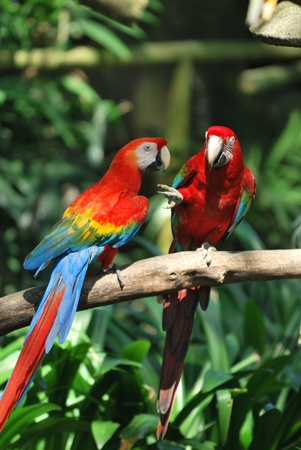 Colorful parrots playingの写真素材