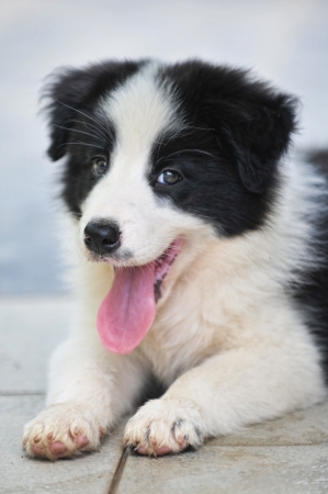 Puppy looking at the cameraの写真素材