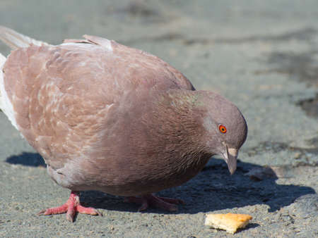 A closeup of a red-eye pigeon eating bread crumbs in the street on a sunny dayの写真素材