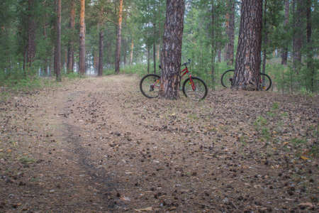 Mountain bikes parked in the woods on a trail at sunrise background.  Walking footpath or biking...