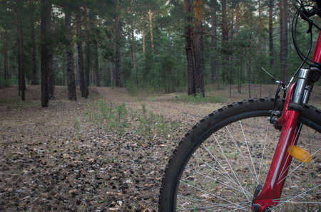 Mountain bike ready to go on a trail in the woods with sunrise background.  Walking footpath or biking path.の写真素材