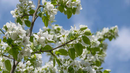 White apple tree flowers. Blooming flowers in a sunny spring day on a blue sky background.の写真素材