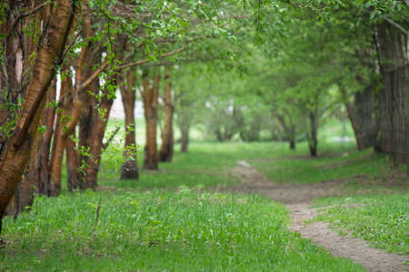 Empty pathway along old green trees, saplings in a city park alley on a rainy spring or summer dayの写真素材