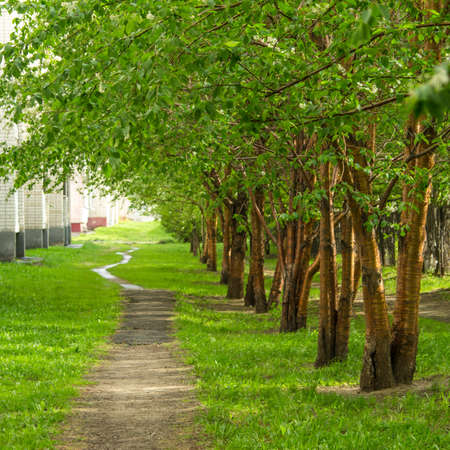 Empty pathway along old green trees, saplings in a city park alley after rain lit with sunshine on a spring or summer dayの写真素材