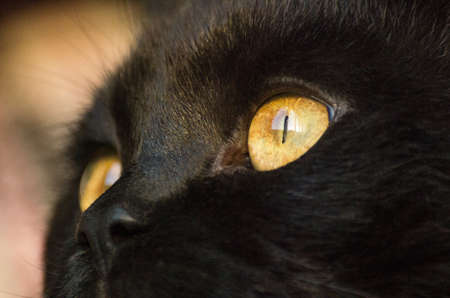 Close-up of a black cat's yellow eyes and nose at sunsetの写真素材