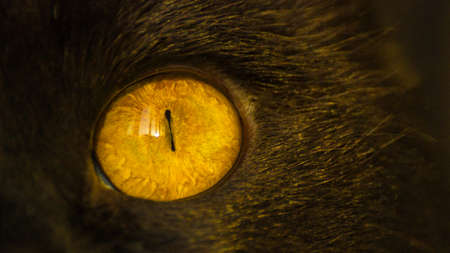 Close-up of a black cat's yellow eye at sunset