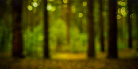Blurred image of a mysterious golden light glade in the dark forest on a summer dayの写真素材