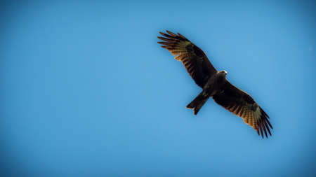 Black kite with spread wings flying in blue skyの写真素材
