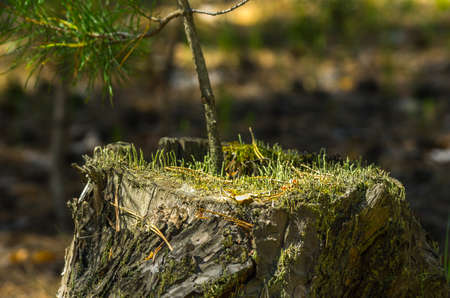 A pine tree sapling on an old stump lit with bright sun in the forestの写真素材
