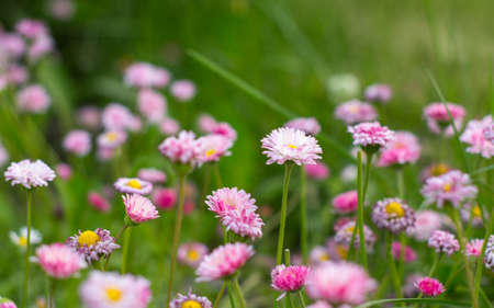Close-up of flowers of pink and white flowers in the grassの写真素材