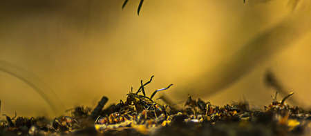 Close-up of ants carrying a beetle on top of the formicary in the woodsの写真素材