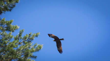 Black kite, spread wings flying in the blue sky above the pine trees top branches