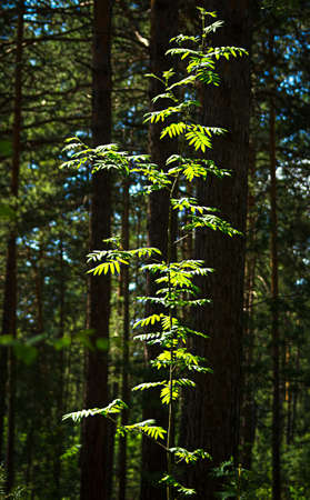 Young tree with fresh green leaves in the forest on a sunny spring or summer day