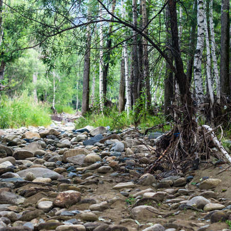 A dry and rocky riverbed in the forestの写真素材