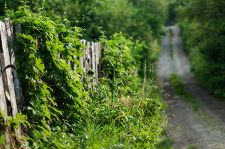 A wooden fence covered with vines on a sunny summer morning with blurred country road climbing uphillの写真素材