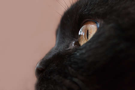 Close-up of a black cat's yellow eye and noseの写真素材