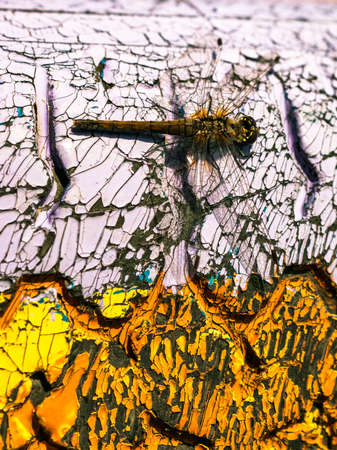 Close view of a dragonfly resting on a colorful shabby surfaceの写真素材