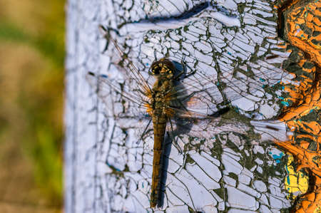 Close view of a dragonfly resting on a colorful shabby surface