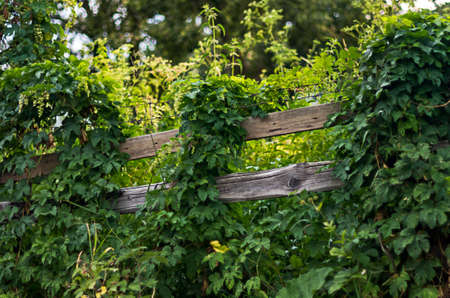 Rural wooden hedge covered with vines on a sunny summer morningの写真素材